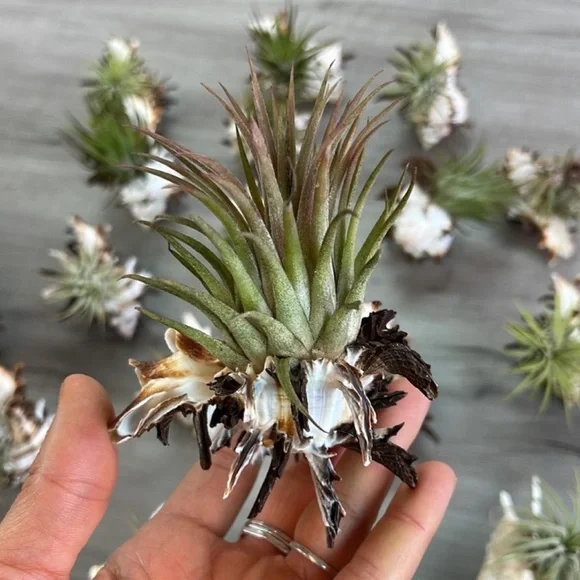 🔆AIR PLANT SEA SHELL🔆 REAL PLANTS REAL SEASHELLS - Picture 9 of 13